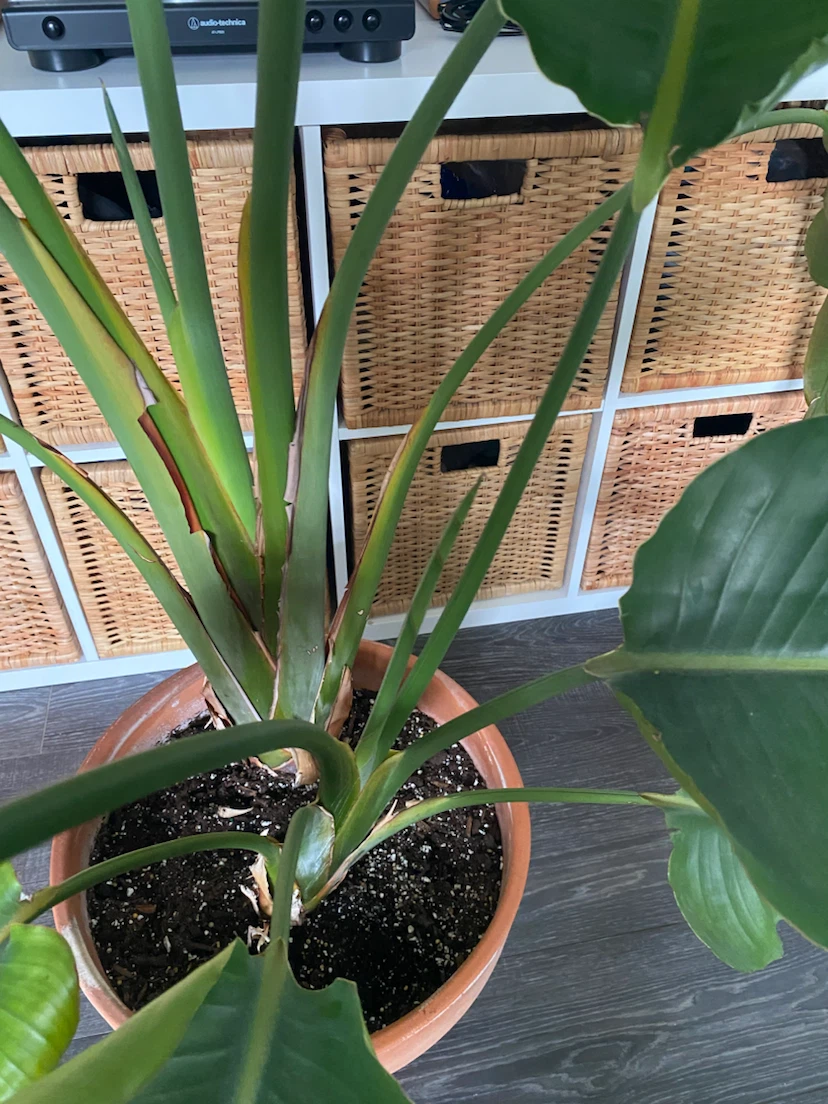 Large Bird of Paradise Plant with Terracotta Pot - photo 3