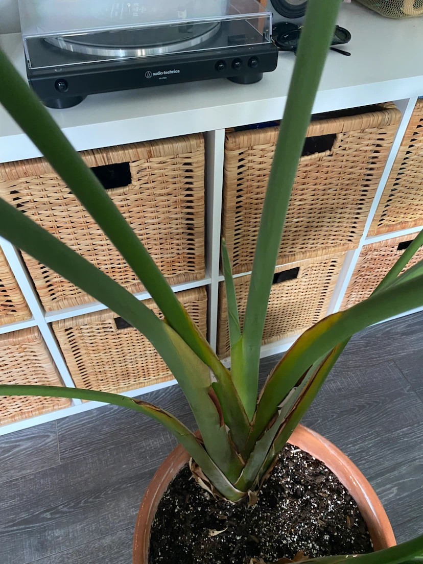 Large Bird of Paradise Plant with Terracotta Pot - photo 4