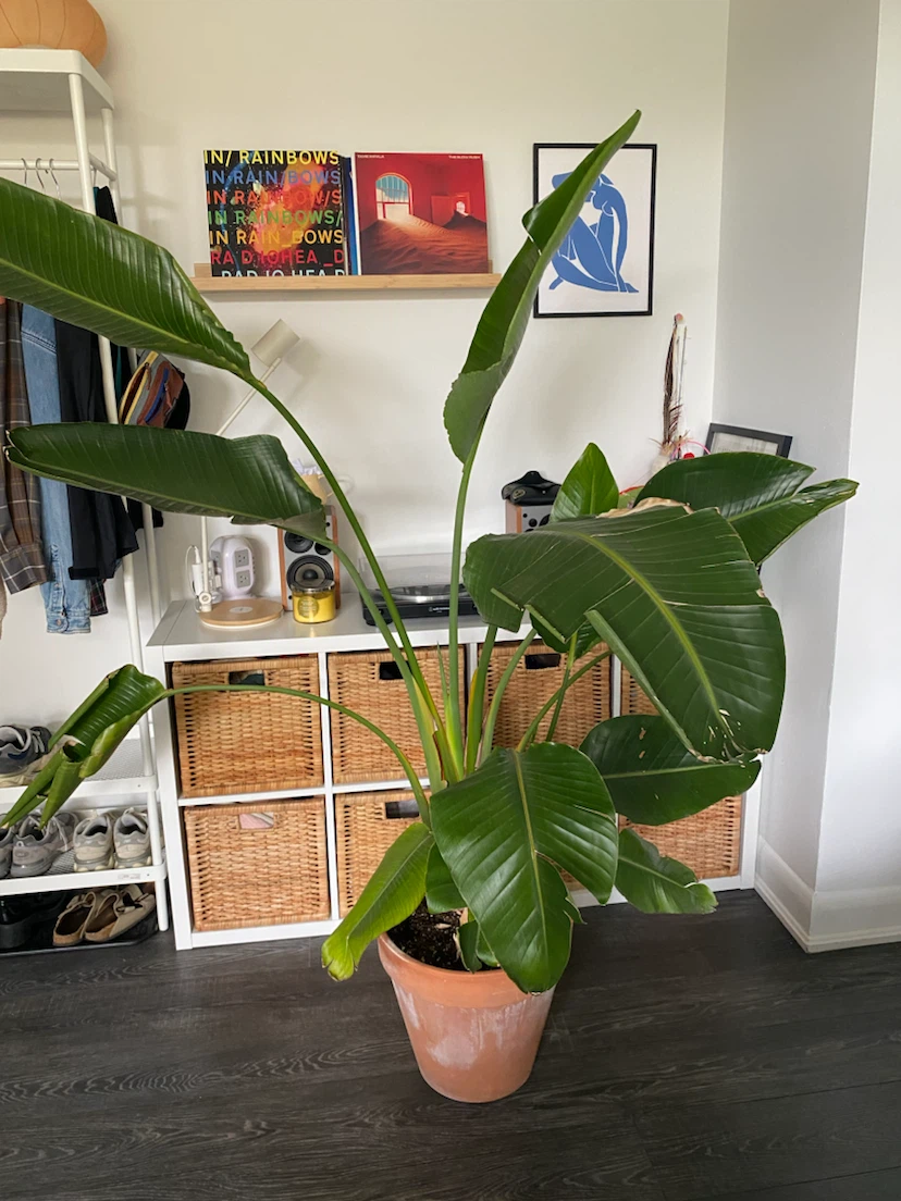 Large Bird of Paradise Plant with Terracotta Pot - photo 5