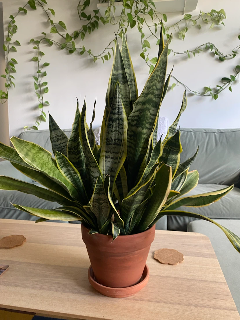 Large Snake Plant in 8 inch Terracotta Pot (Sansevieria)