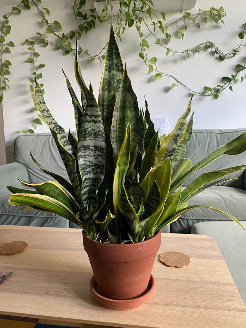 Large Snake Plant in 8 inch Terracotta Pot (Sansevieria) - photo 2