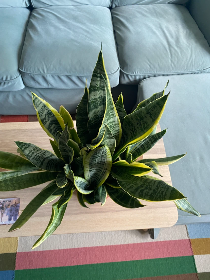Large Snake Plant in 8 inch Terracotta Pot (Sansevieria) - photo 3