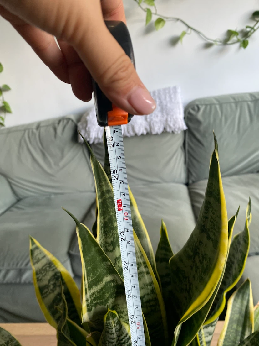 Large Snake Plant in 8 inch Terracotta Pot (Sansevieria) - photo 4