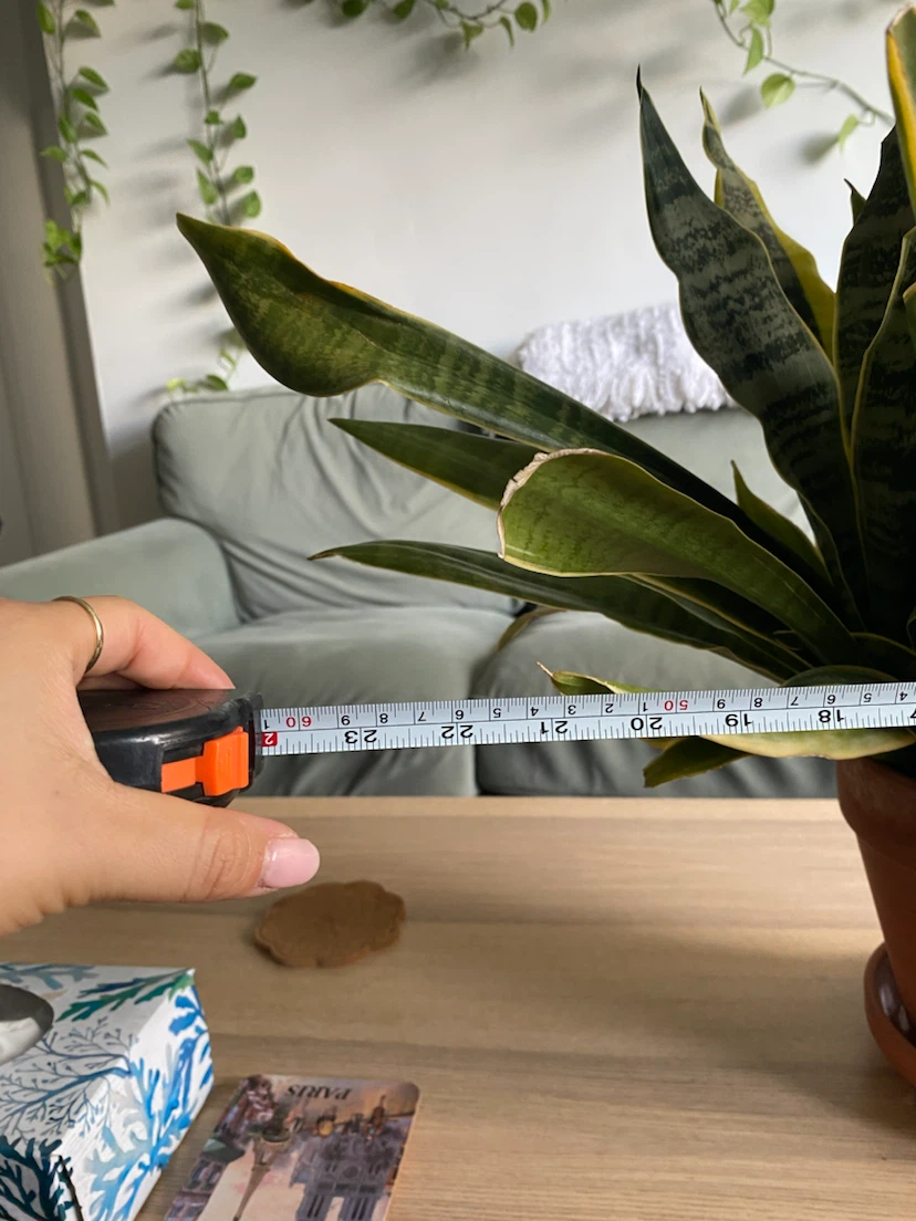 Large Snake Plant in 8 inch Terracotta Pot (Sansevieria) - photo 5