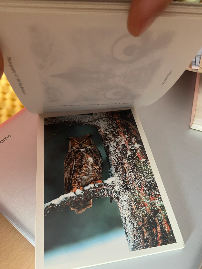 Owls: A Book of Postcards by Tim Fitzharris - photo 5