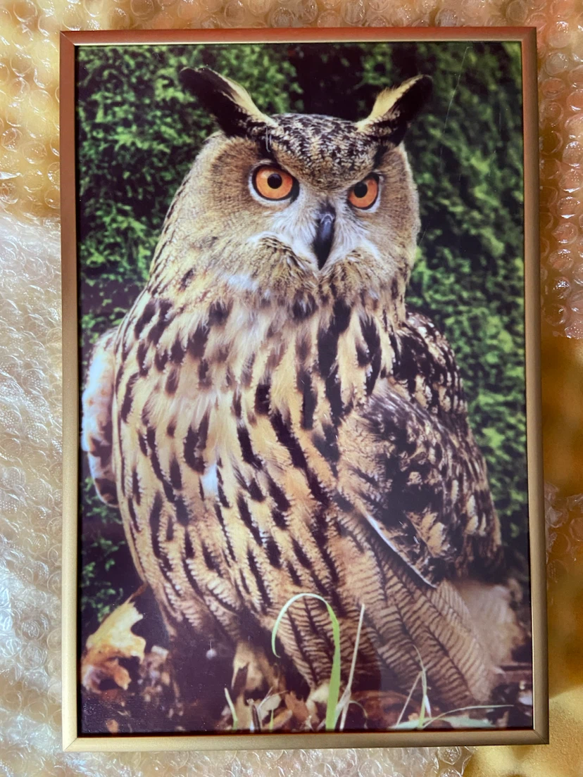 Framed eagle Owl Wall Art photograph