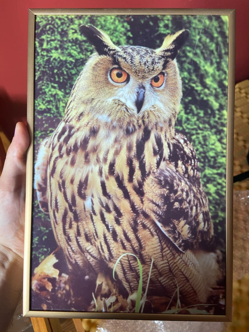 Framed eagle Owl Wall Art photograph - photo 2
