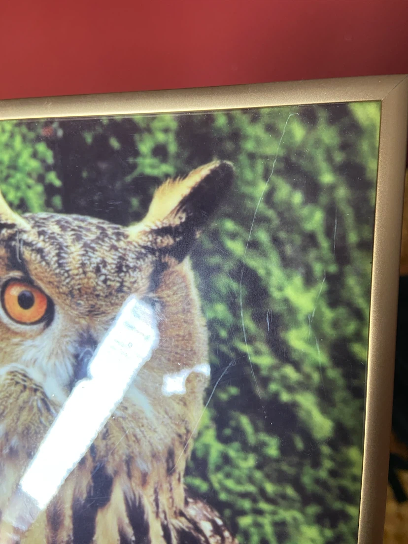 Framed eagle Owl Wall Art photograph - photo 3