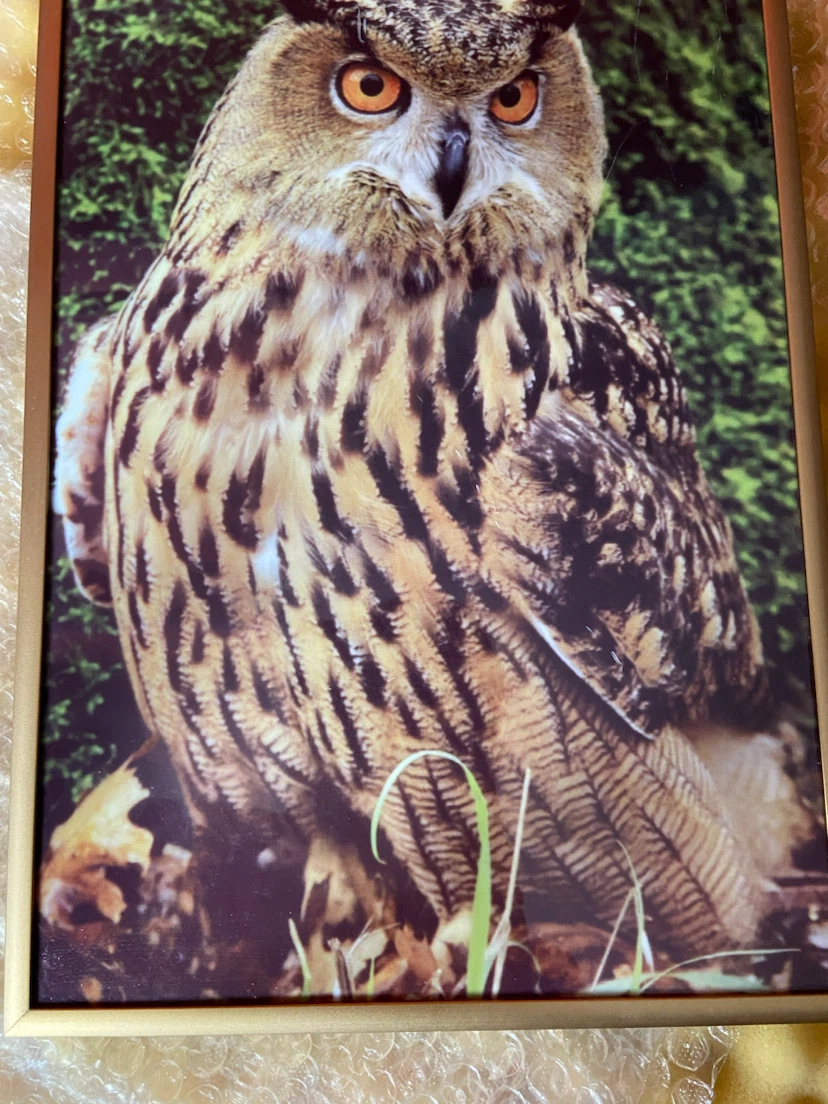 Framed eagle Owl Wall Art photograph - photo 5
