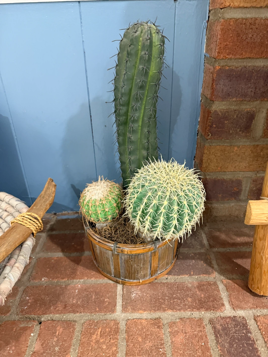 Cactus Arrangement in Wooden Planter
