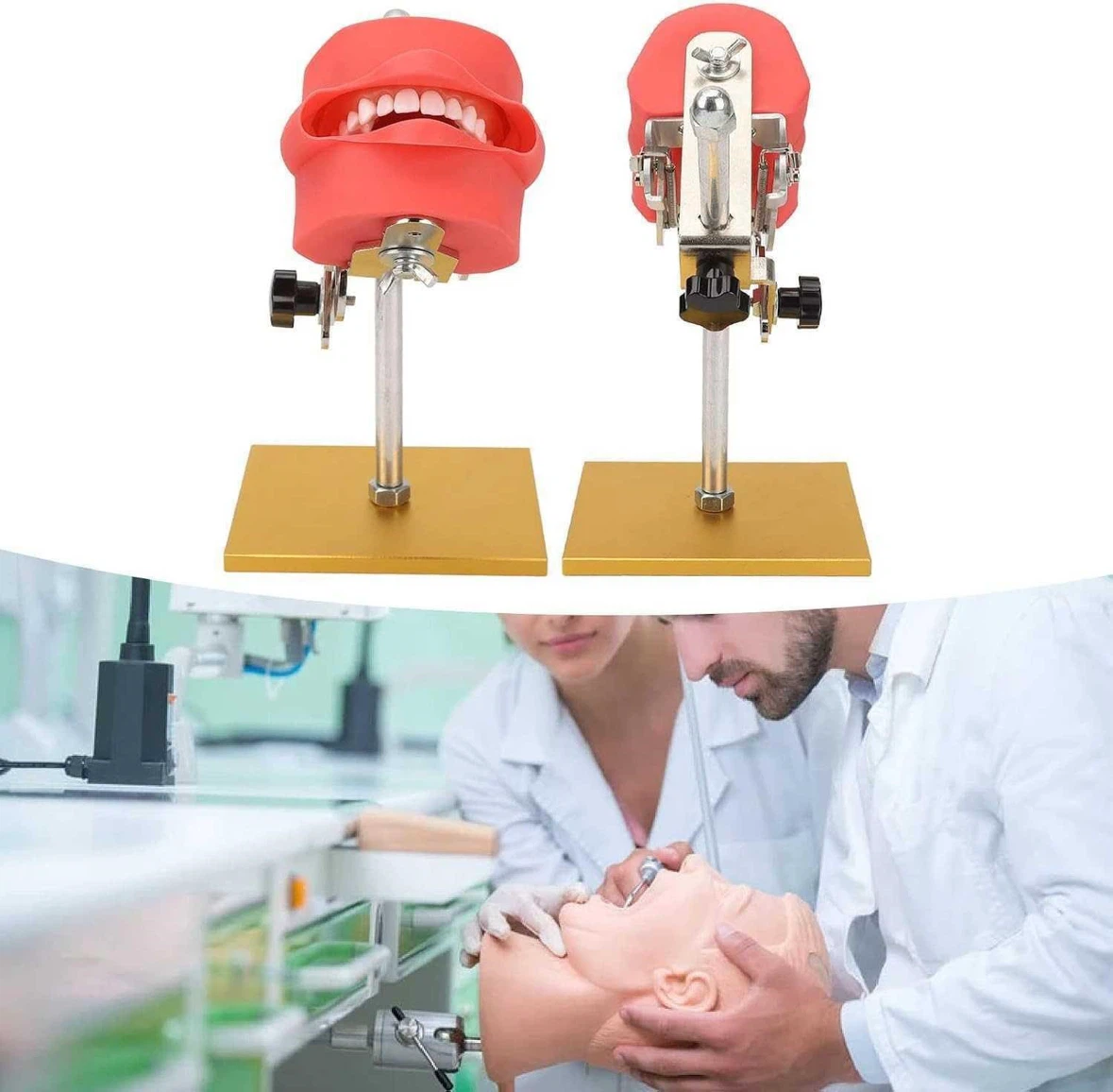 Teeth Model, Adjustable Typodont