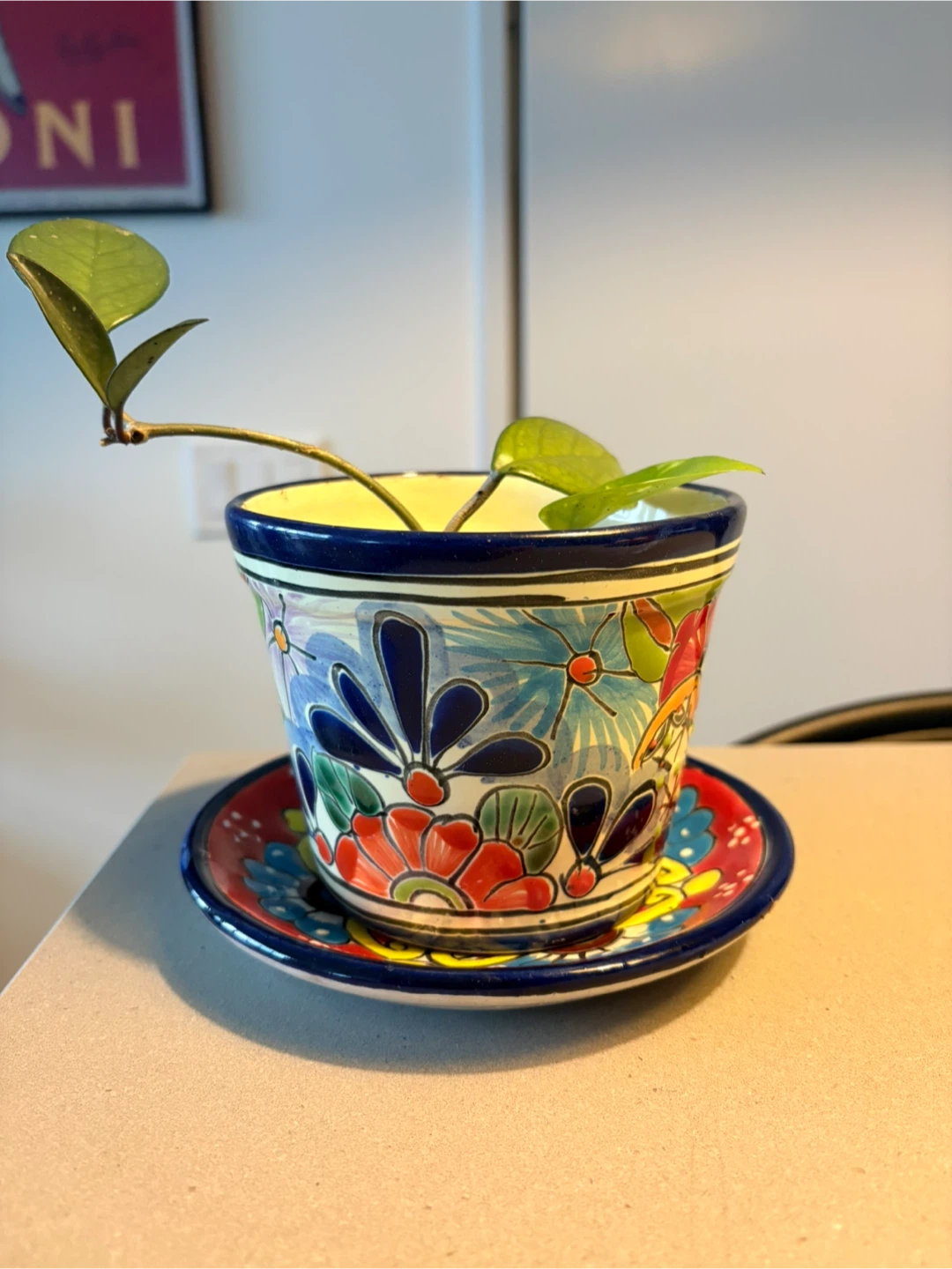 Plant and Pot