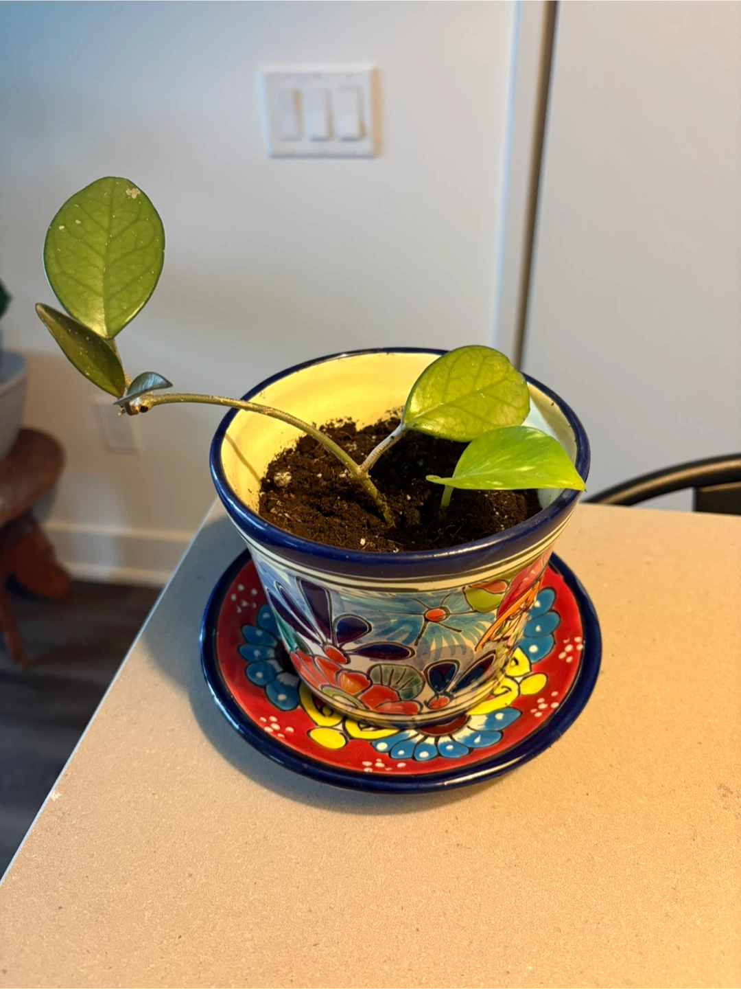 Plant and Pot - photo 2