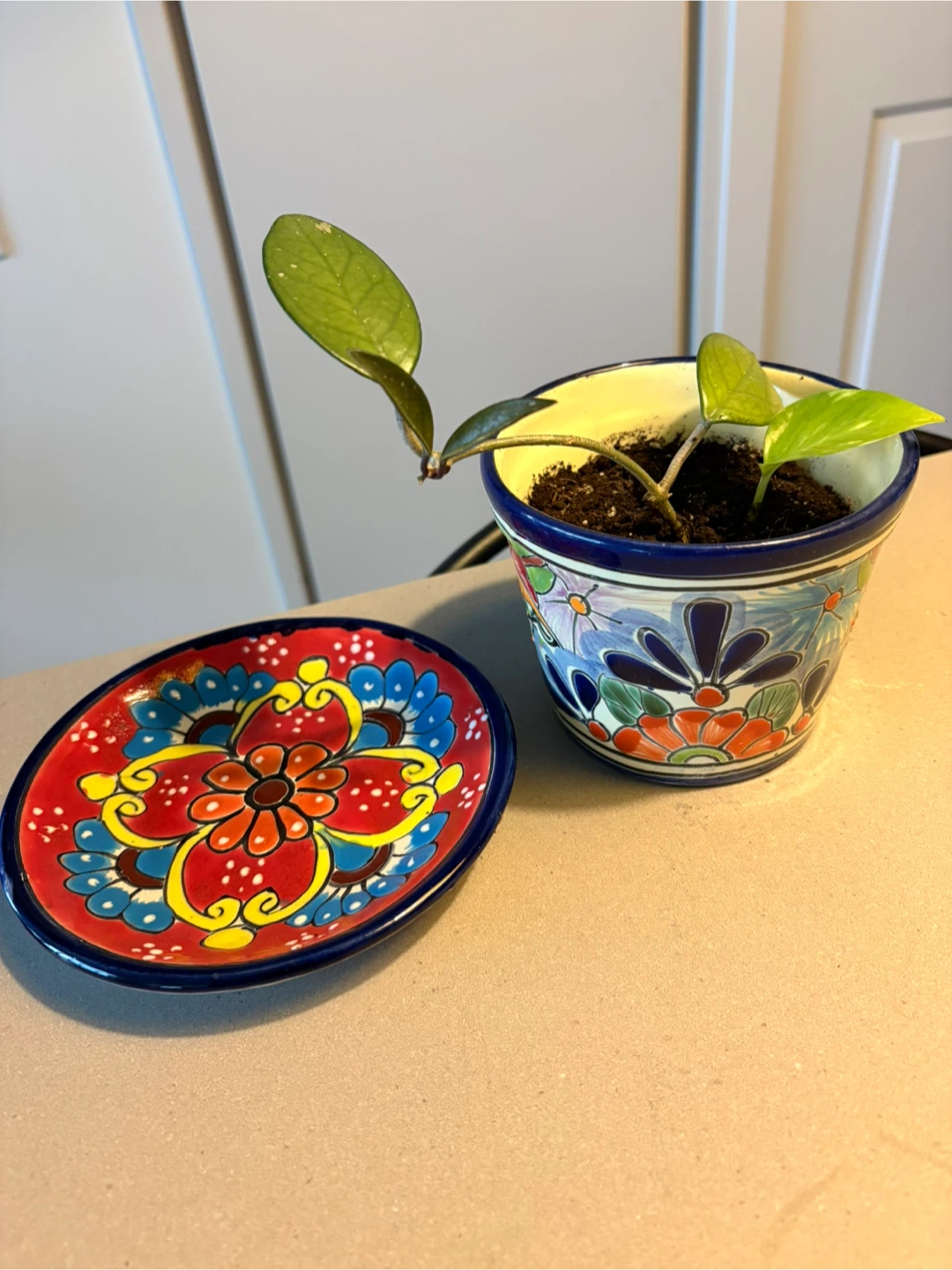 Plant and Pot - photo 3