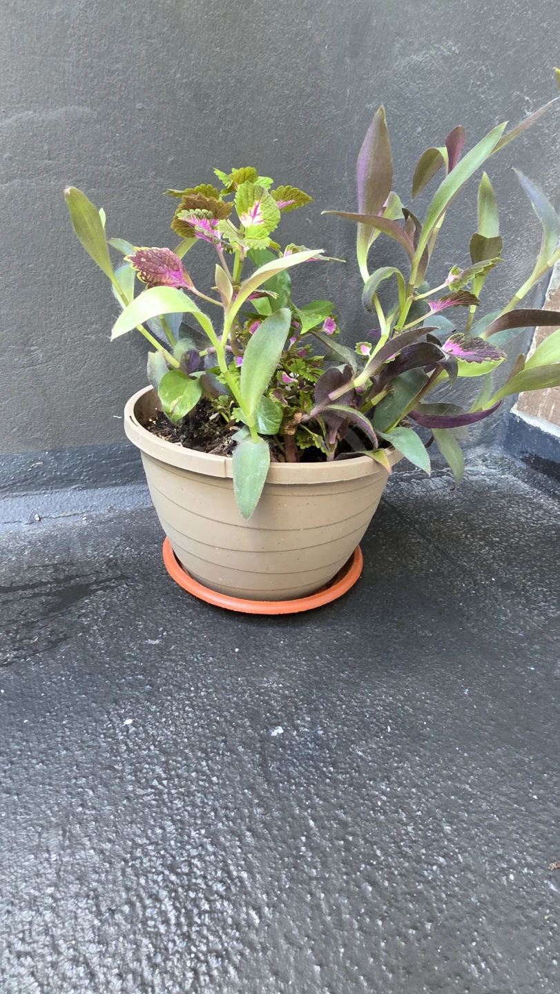 Potted Coleus and Wandering Jew plants