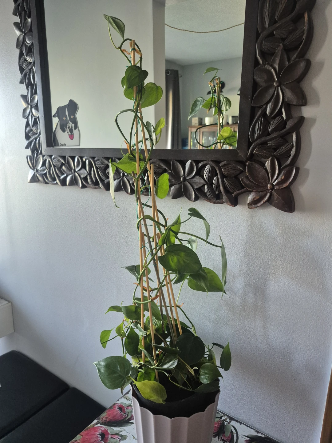 Pothos Plant - photo 2
