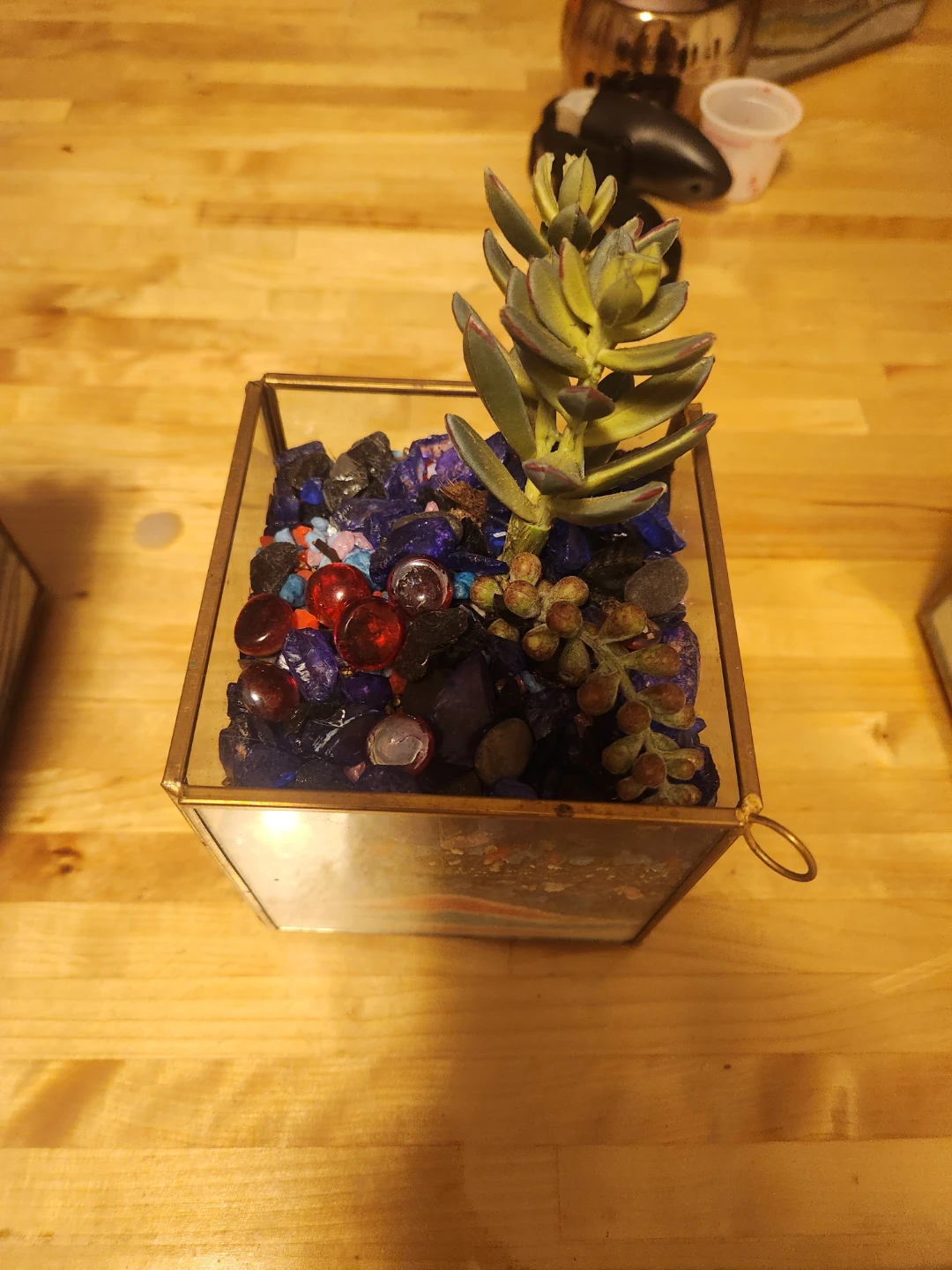 Glass Terrarium with Succulents - photo 4