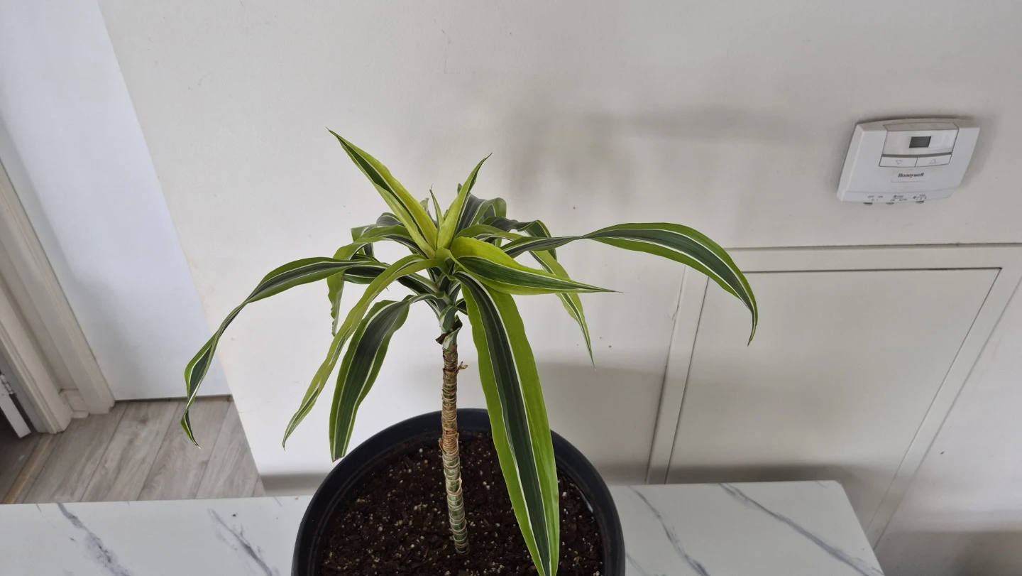Selling plants. Dracenas. Pilea. Philodendrons. Pothos. - photo 5