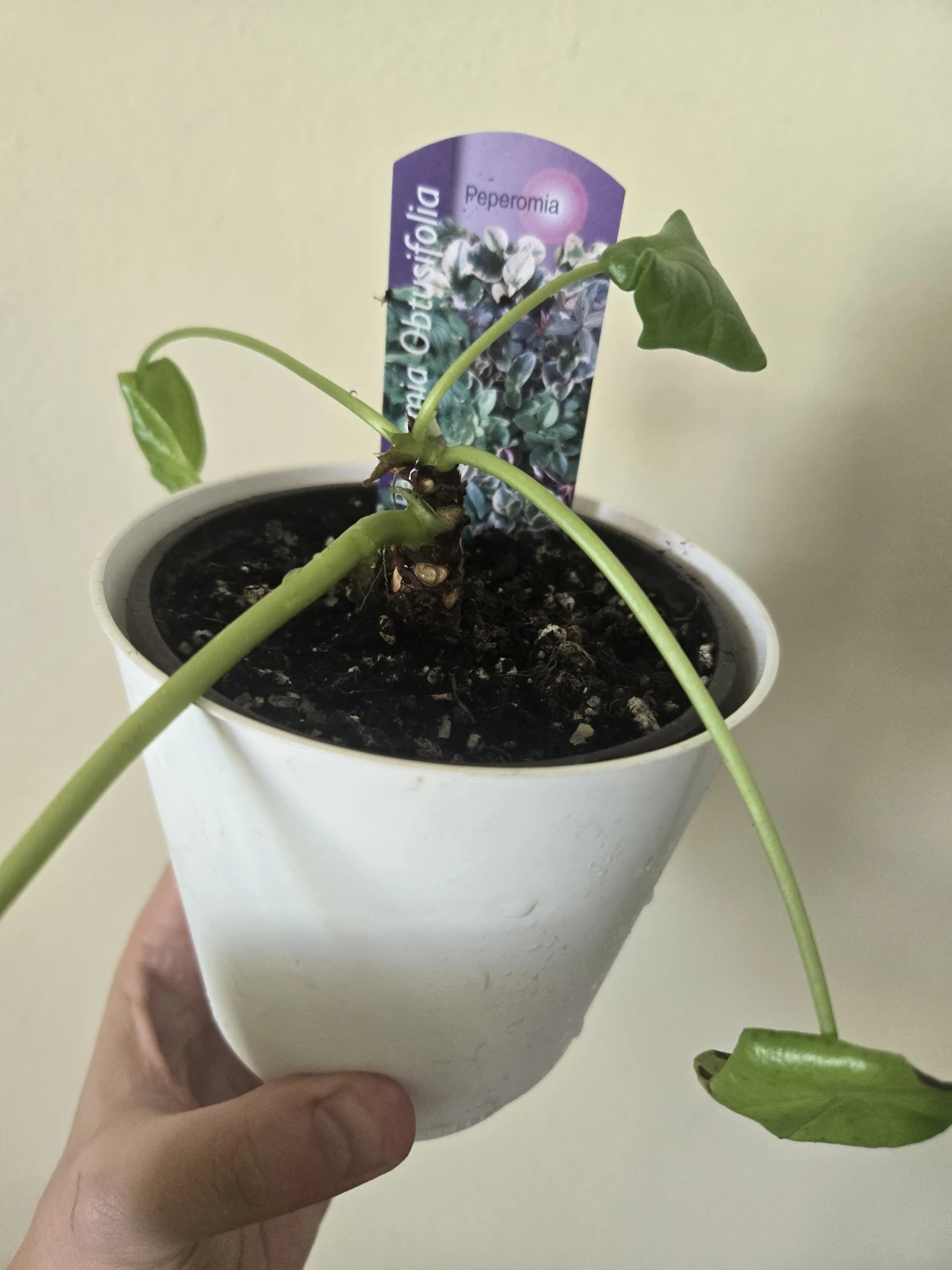 Peperomia Needs TLC - photo 3
