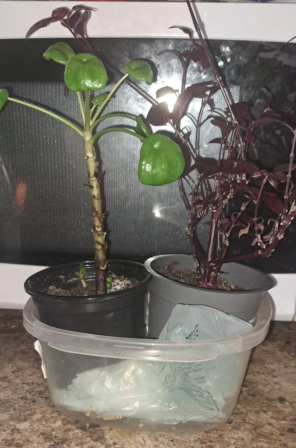 HOUSEPLANTS GALORE - photo 2
