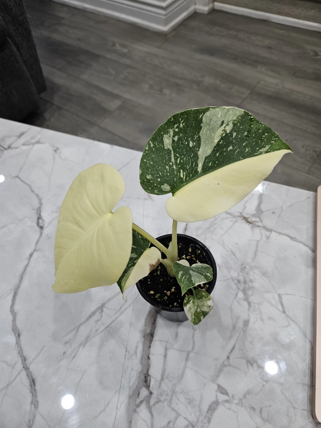Variegated Monstera thai Plant