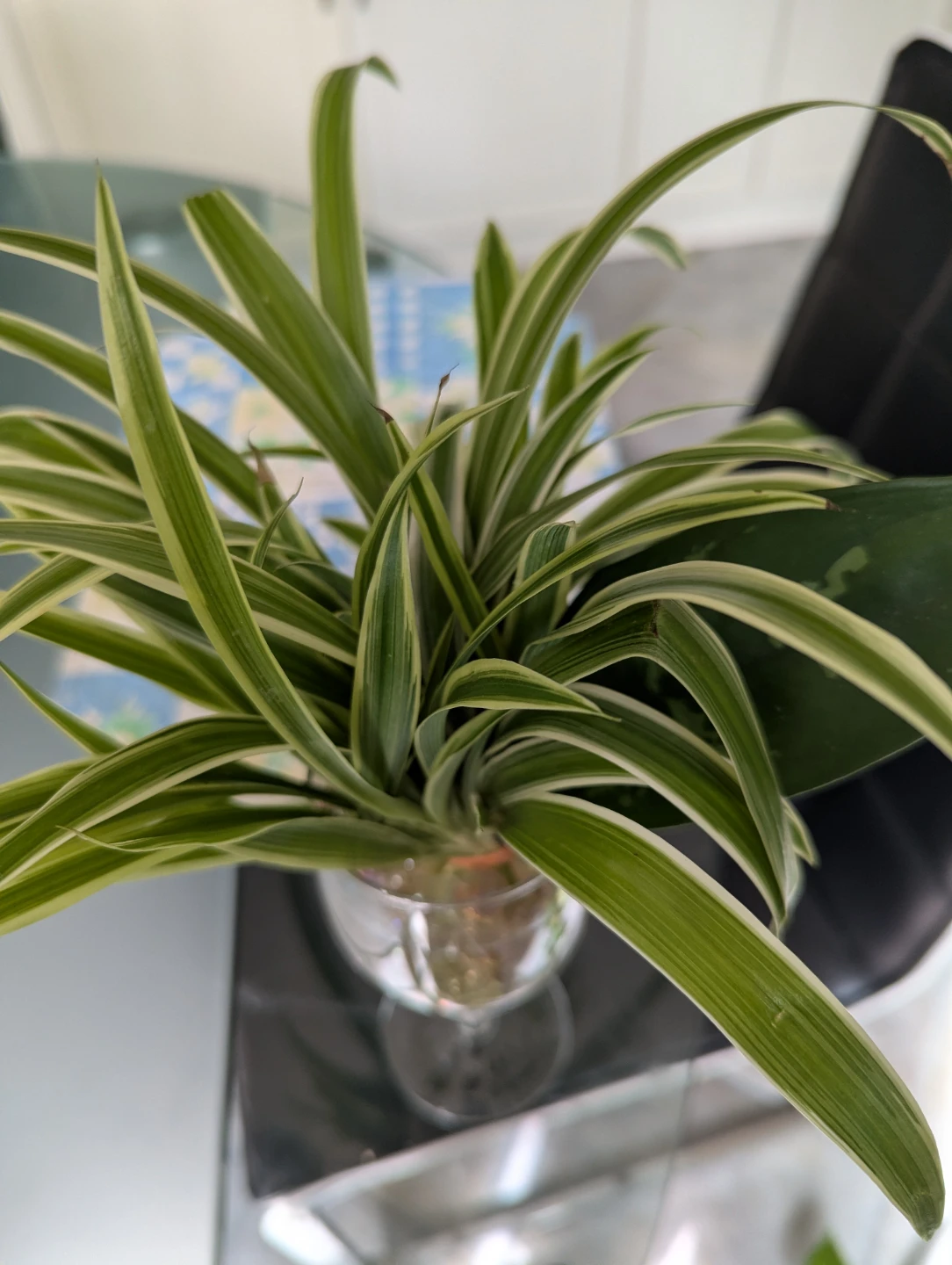 Spider Plant in Wine Glass - photo 3