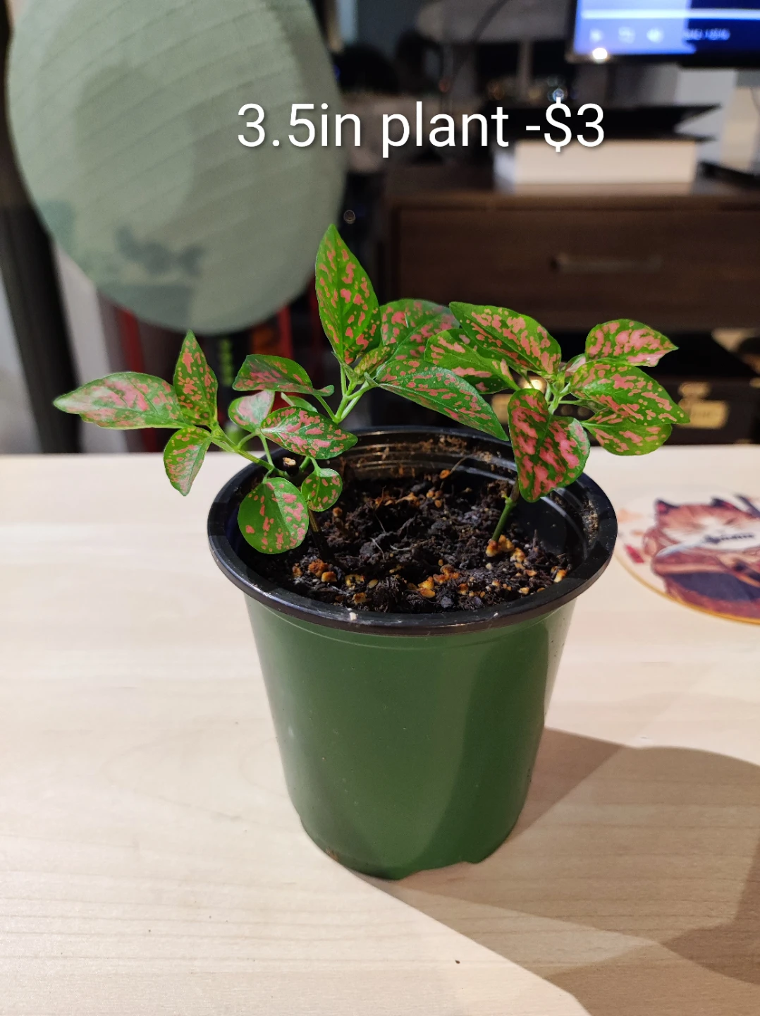 Assorted Houseplants - Chinese Money and Red Polka Dot - photo 4