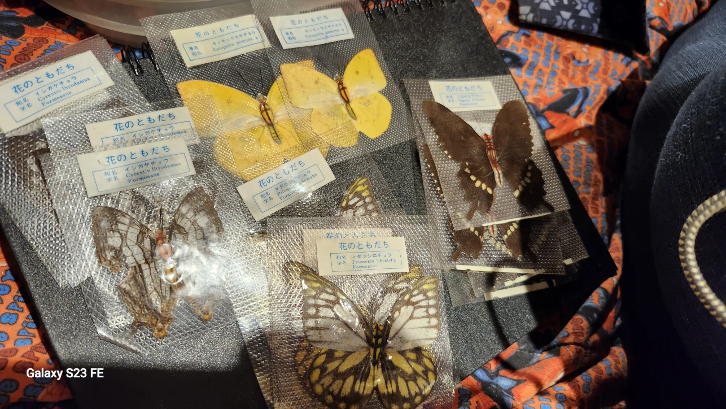 Set of 6 Preserved Butterfly Specimens