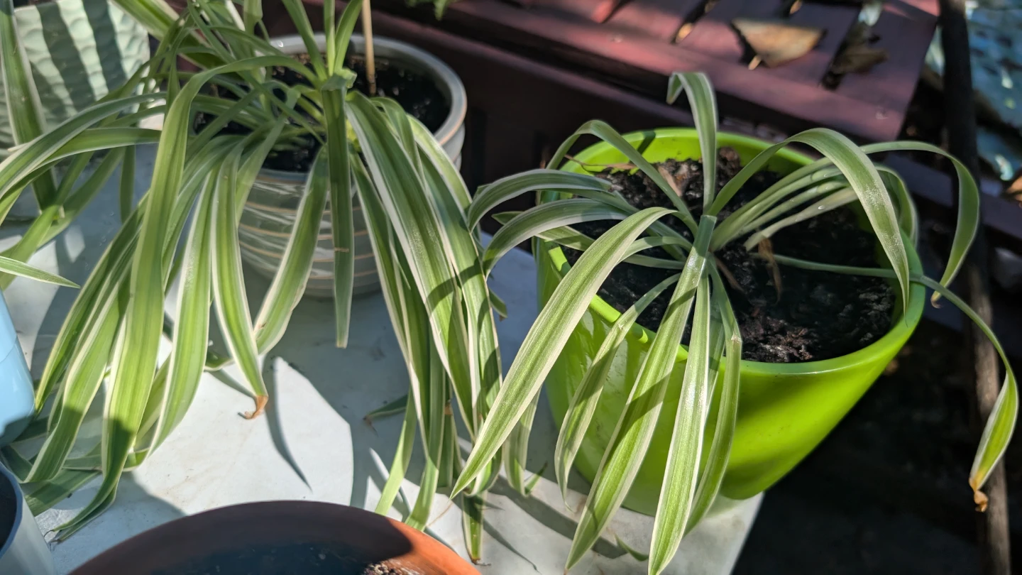 Potted Plants - photo 5