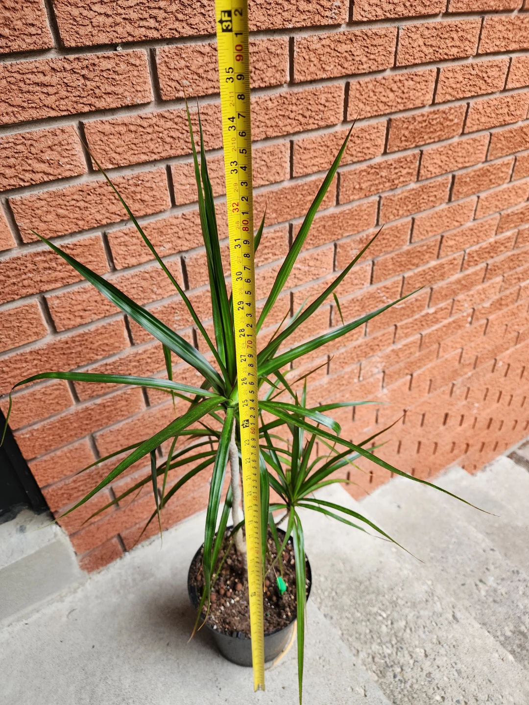 Dracaena Marginata Houseplant - photo 4