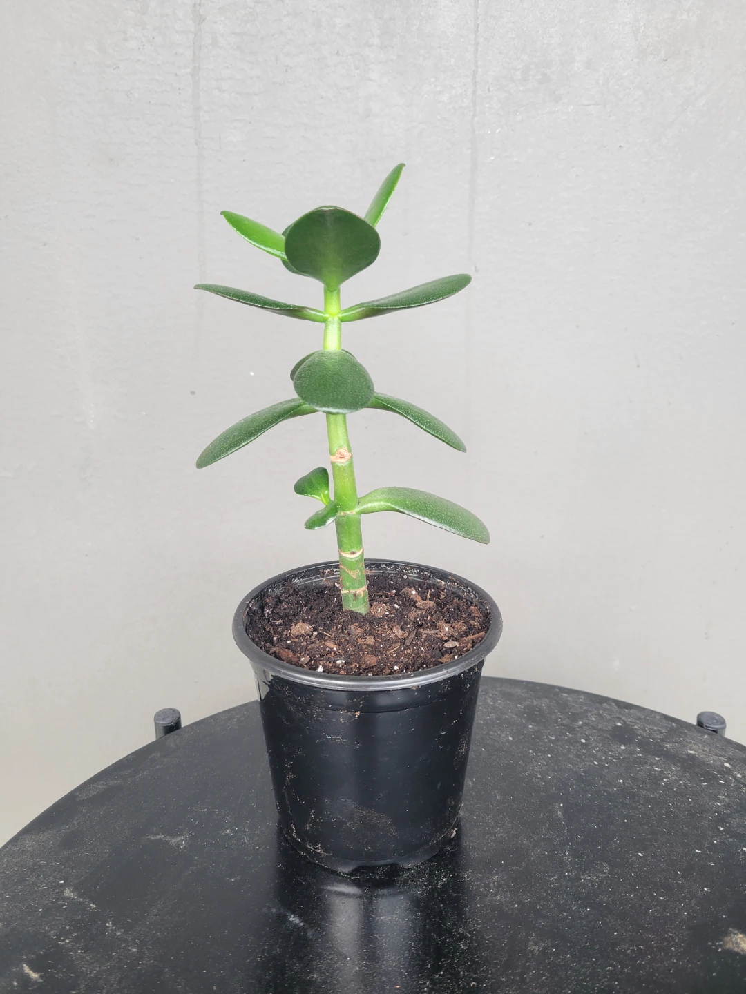 Healthy jade plant