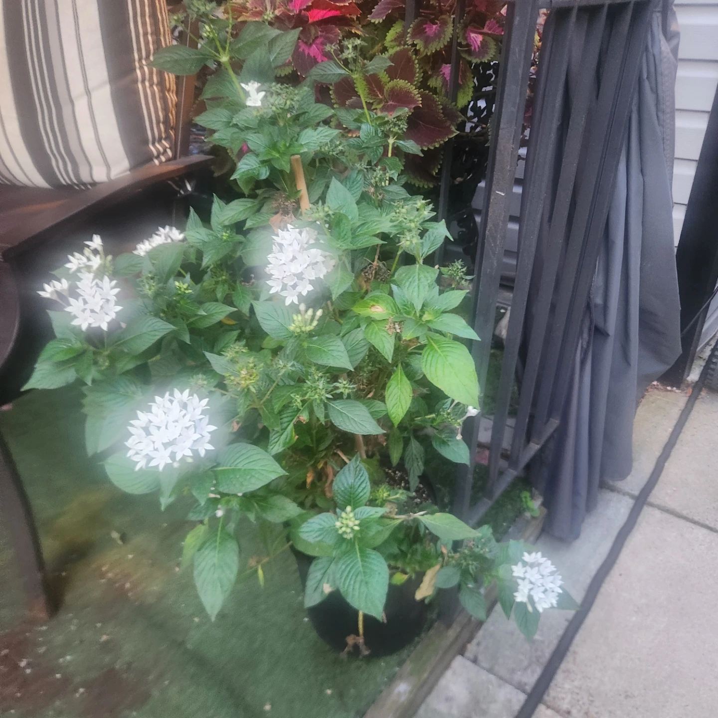 White Egyptian Starcluster Pentas Plant - photo 2