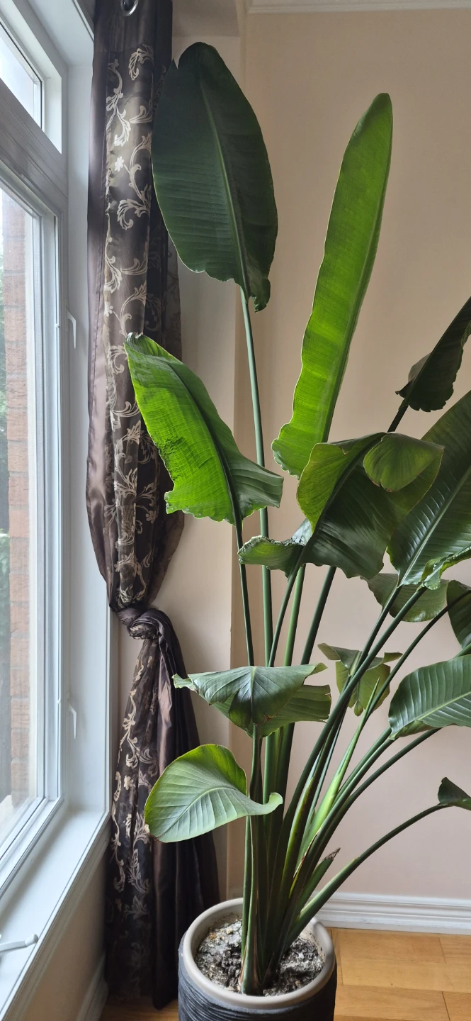Large Bird of Paradise plant in pot - photo 3