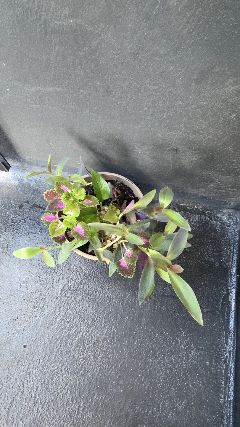 Potted Coleus and Wandering Jew plants - photo 3