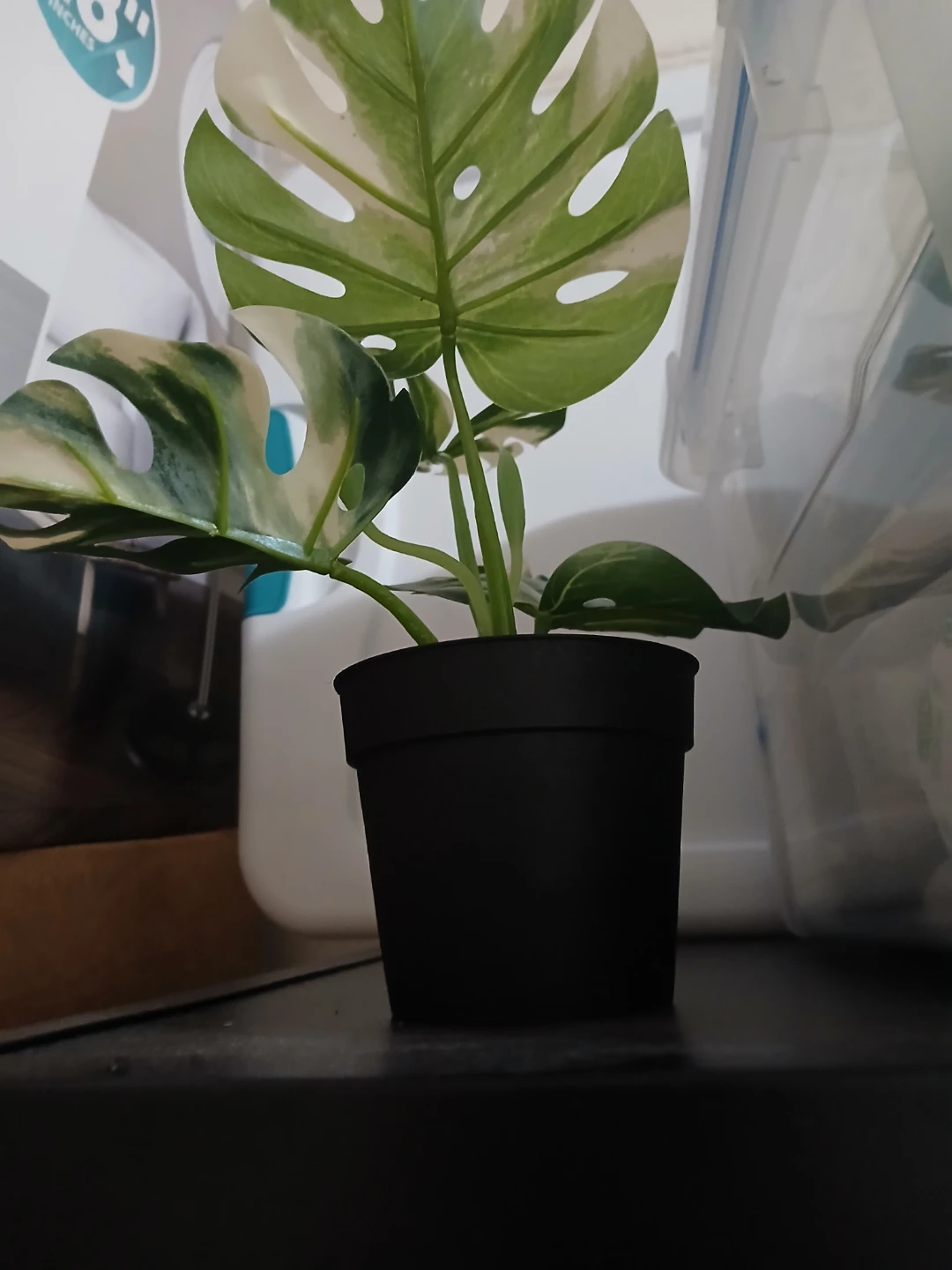 Artificial Variegated Monstera Plant🏈