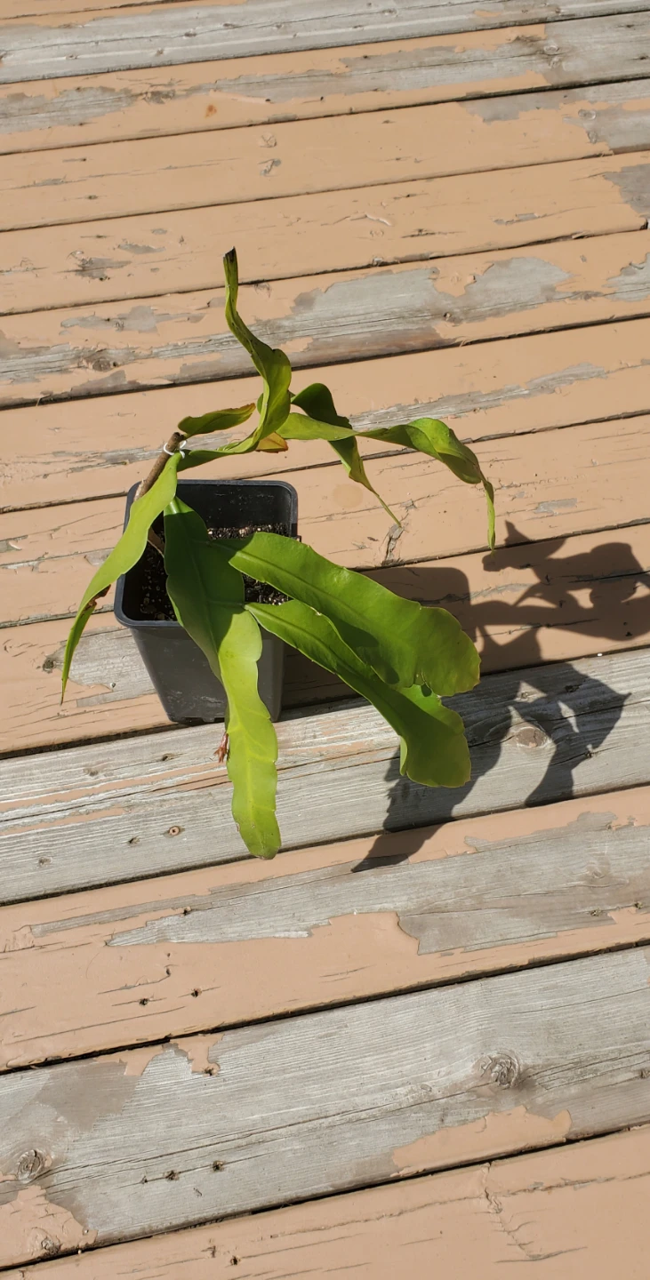 Queen of the Night (‌Epiphyllum oxypetalum) - photo 3