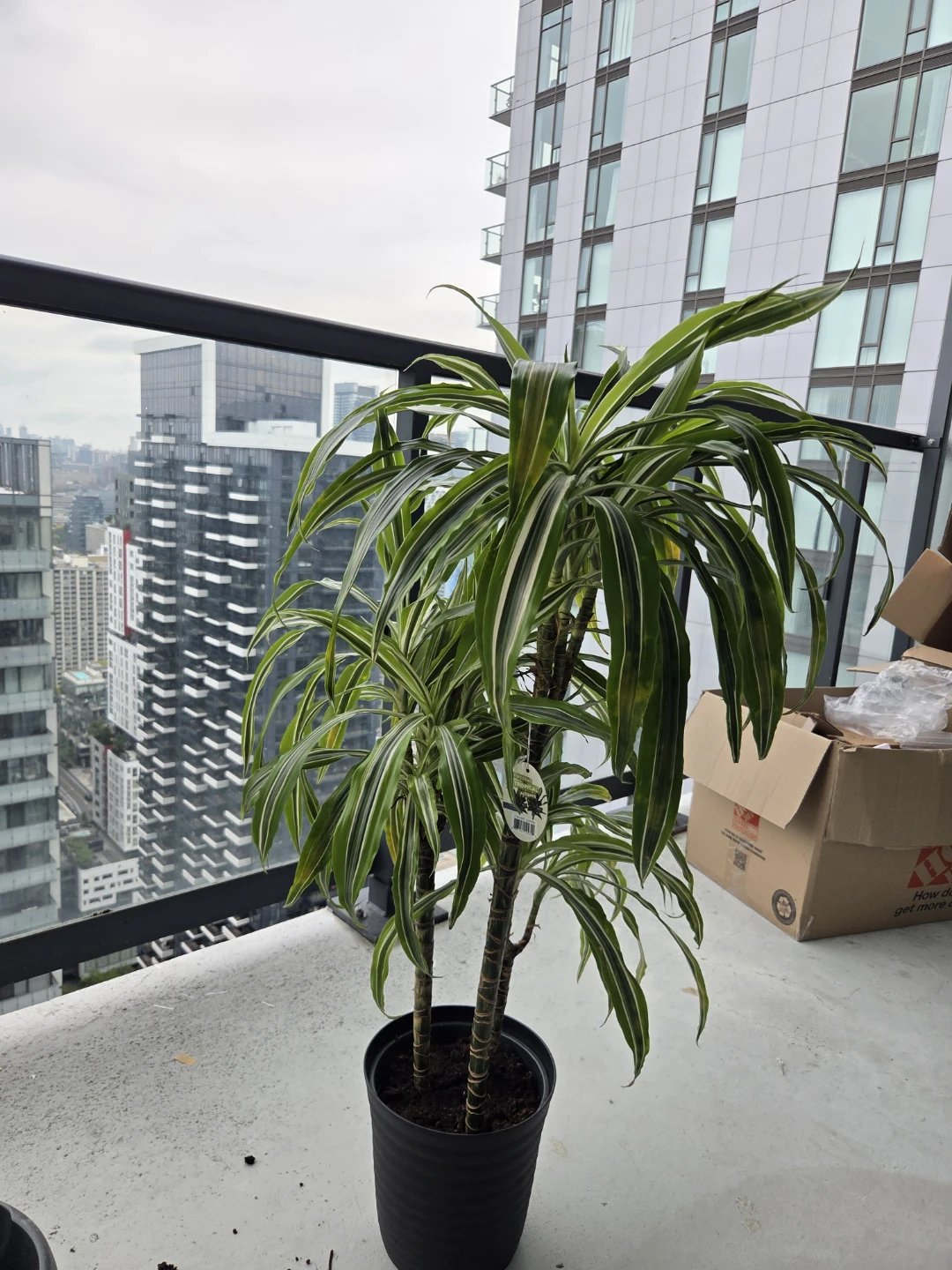 Dracaena Tropical Plant