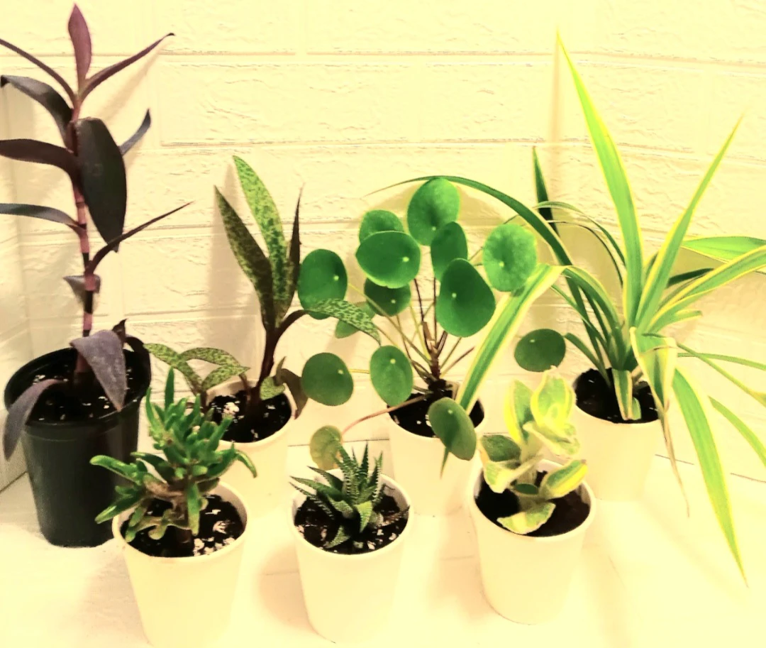 🪴7 Potted Houseplant Collection🪴 - photo 2