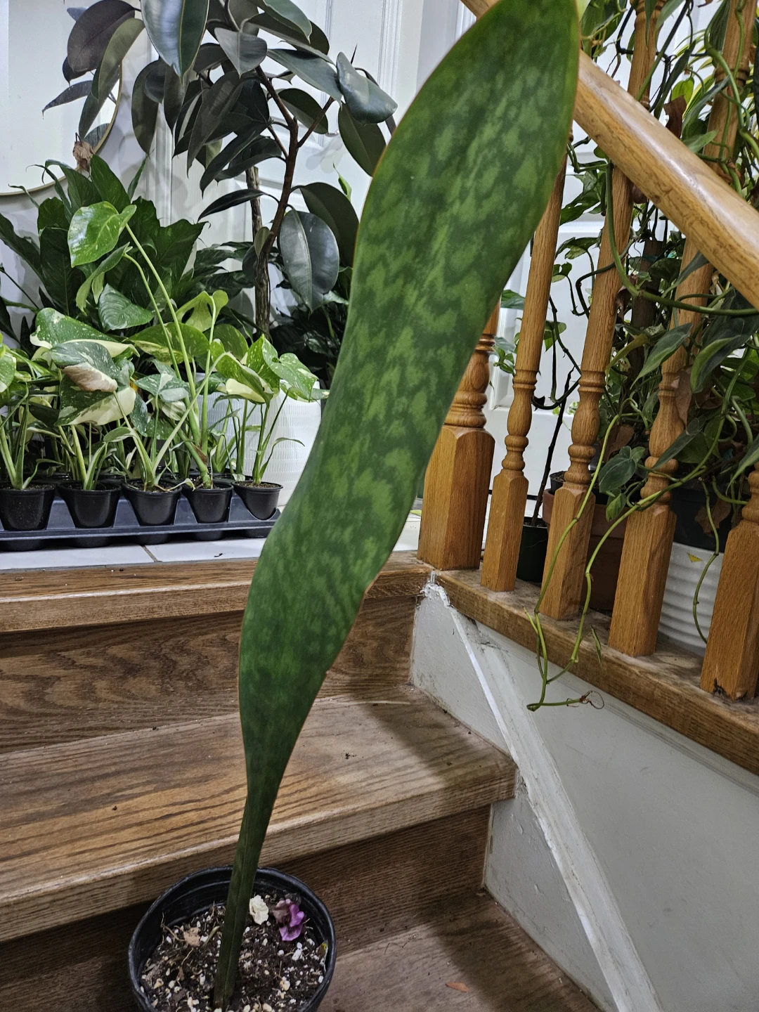 Sansevieria Whale Fin Plant - photo 2