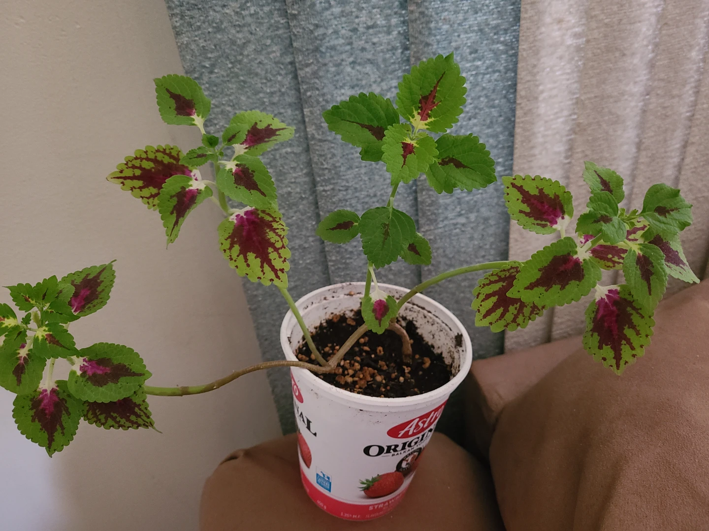Coleus Plant