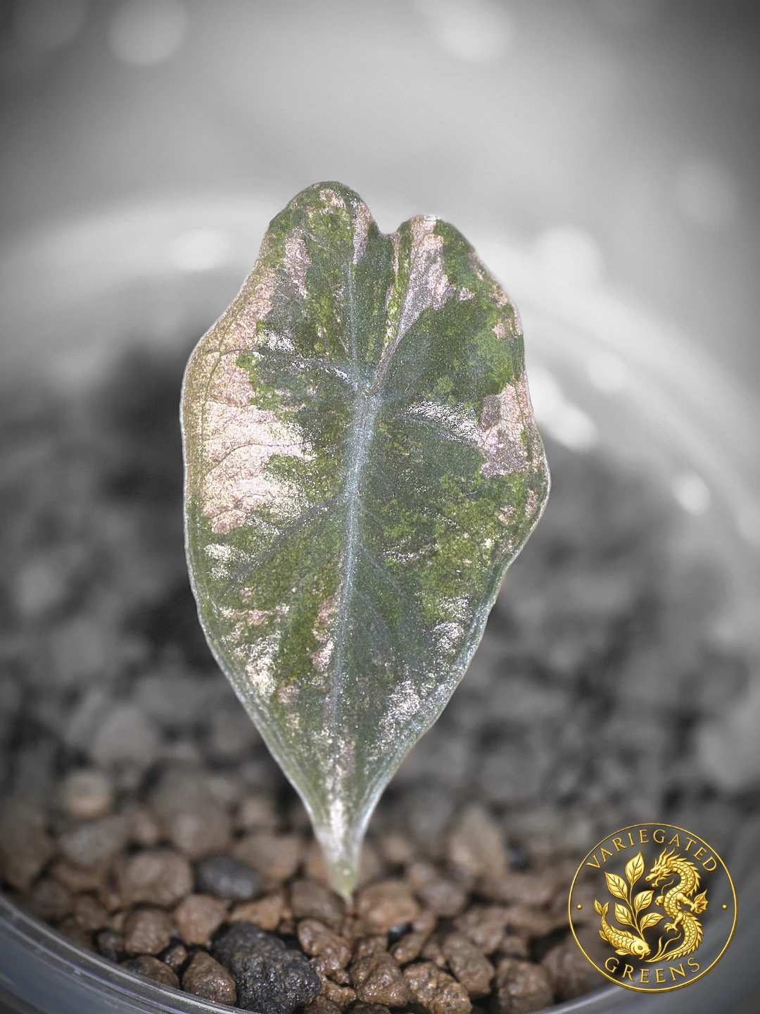 Alocasia pseudosanderiana "Rose Prism" - photo 2
