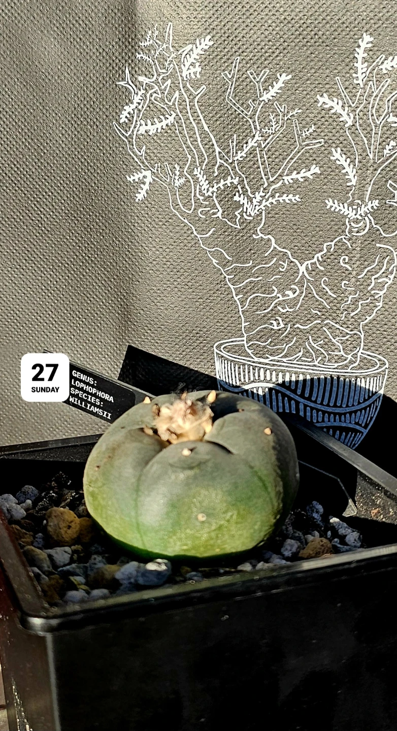 Lophophora Williamsii-Peyote Cactus