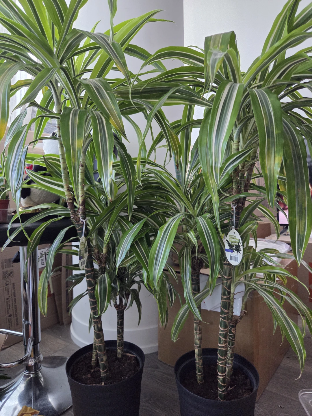 Dracaena Tropical Plants