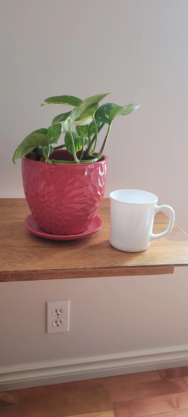 Pothos plant in red ceramic pot - photo 3