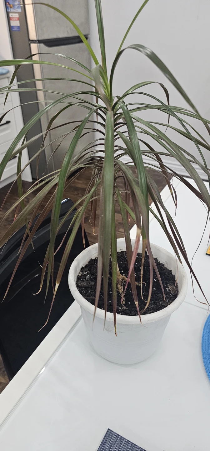 6 plants -FREE