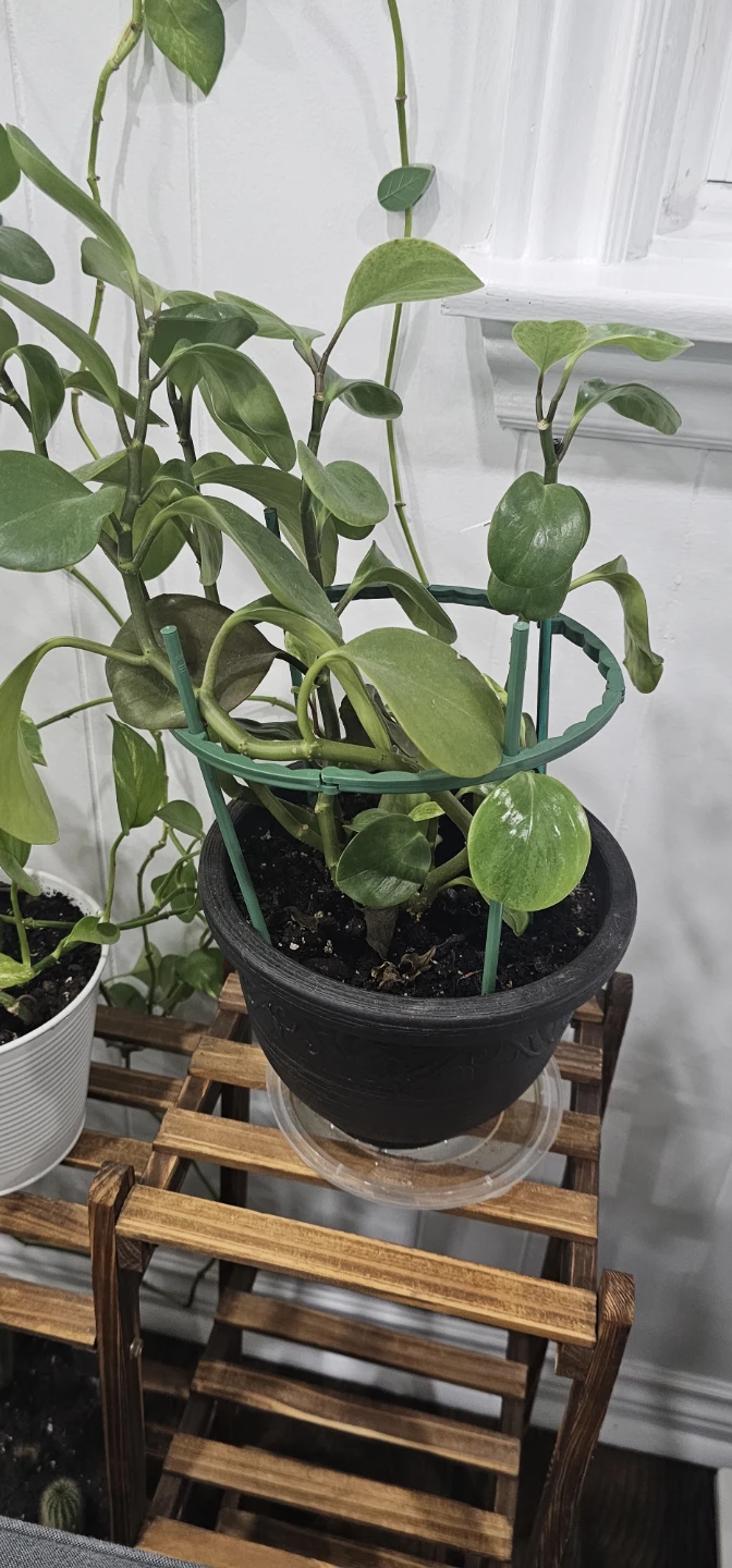 6 plants -FREE - photo 4