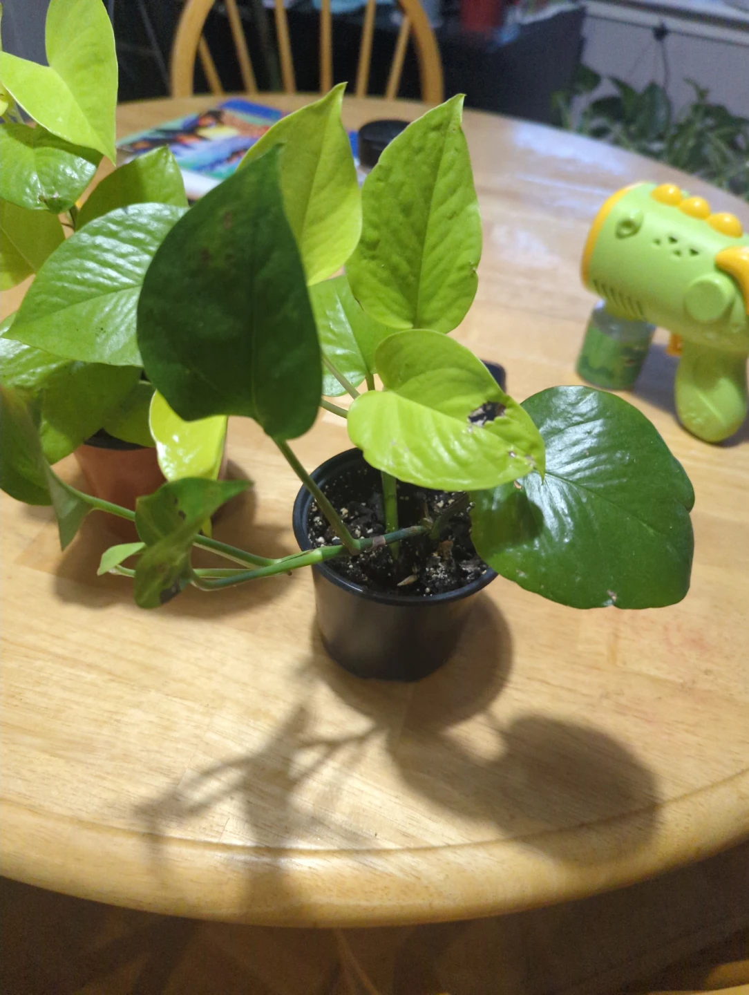 Pothos money plant