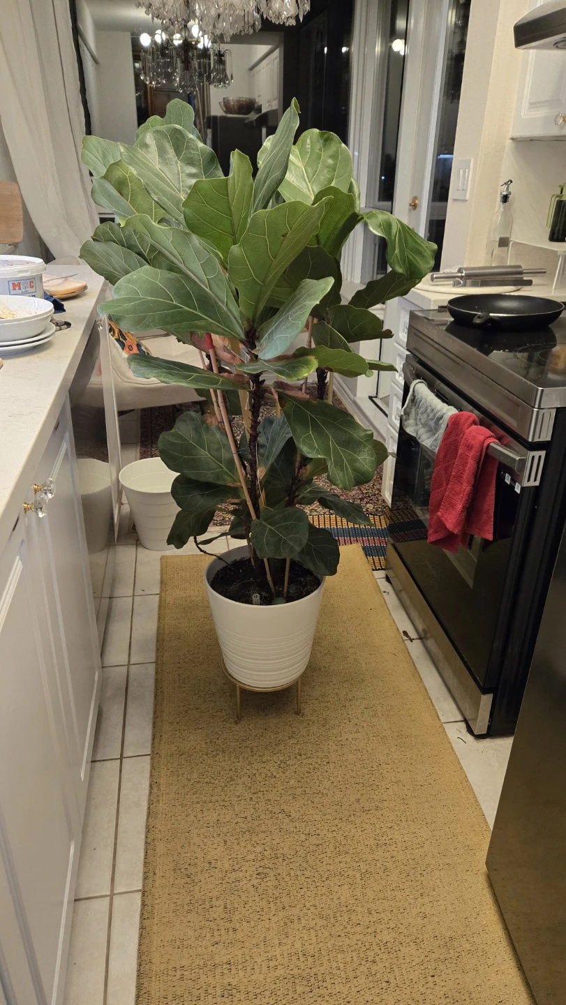 Large Fiddle Leaf Fig Plant with White ceramic pot - photo 3