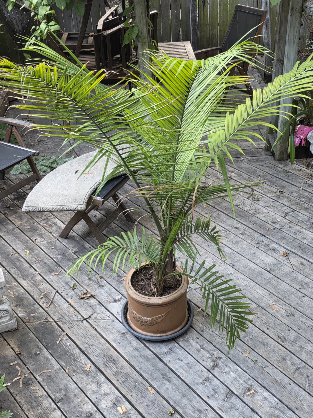 Large Potted Palm Plant