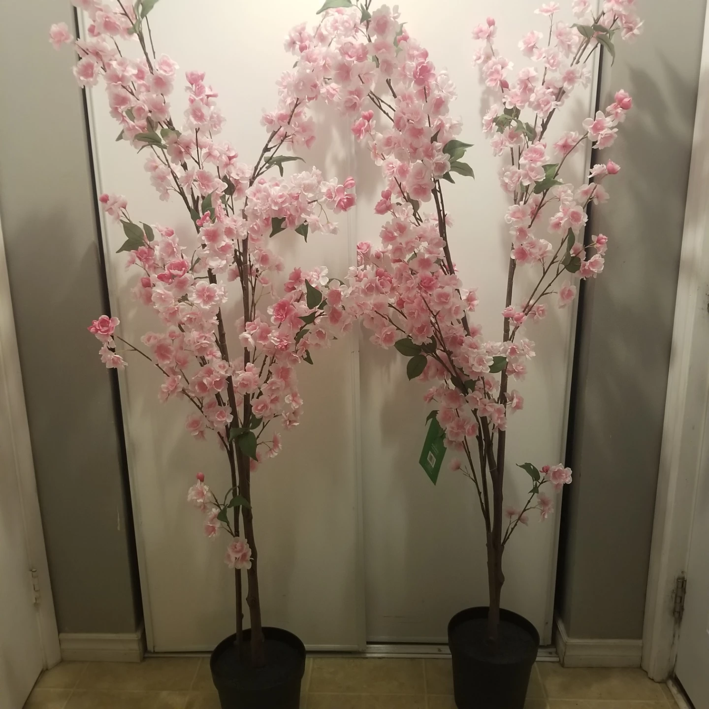 Ashland 6ft Pink Cherry Blossom Trees